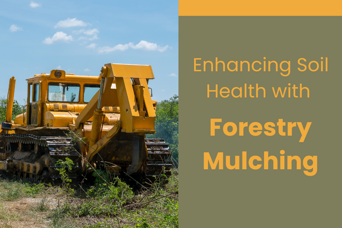Enhancing Soil Health with Forestry Mulching: What You Need to Know